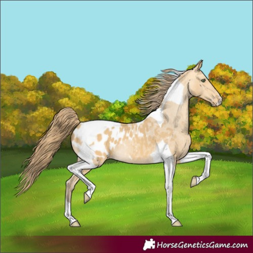 Horse Color:Amber Cream Champagne Tobiano Appaloosa
