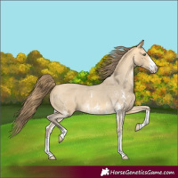 Horse Color:Amber Cream Champagne Sabino Appaloosa