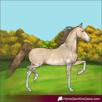 Horse Color:Amber Cream Champagne Sabino Varnish