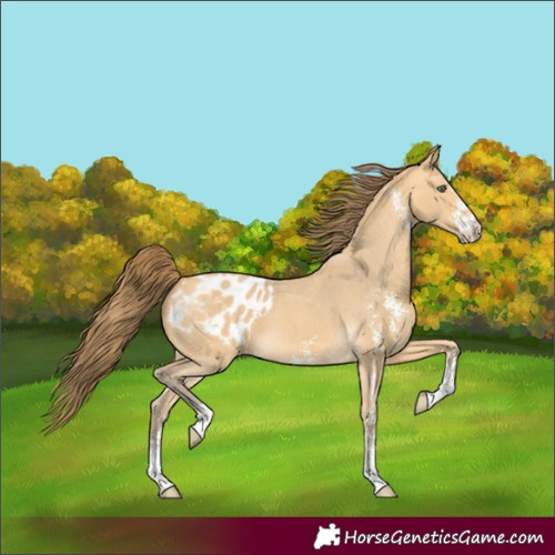 Horse Color:Amber Cream Champagne Sabino Blanket 