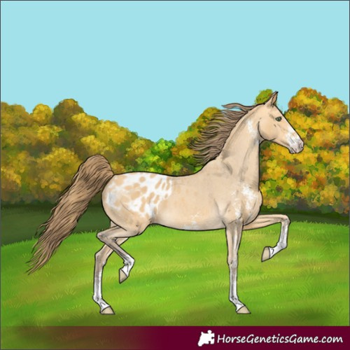 Horse Color:Amber Cream Champagne Sabino Appaloosa 