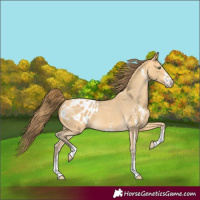 Horse Color:Amber Cream Champagne Sabino Blanket 