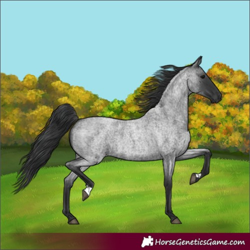 Horse Color:Blue Roan 