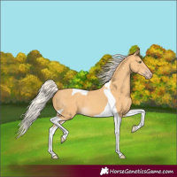 Horse Color:Silver Amber Cream Champagne Tobiano