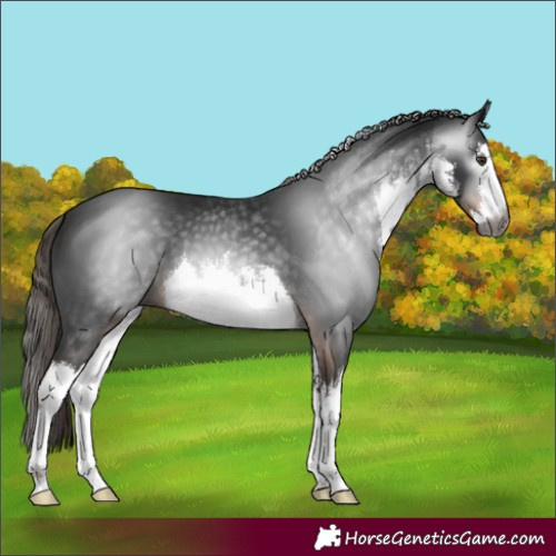 Horse Color:Gray White Spotted Liver Chestnut 