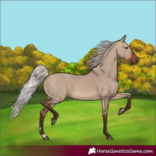 Horse Color:Silver Brown Dun