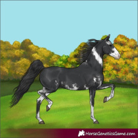 Horse Color:Black Sabino