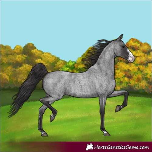 Horse Color:Smoky Blue Roan Sabino 