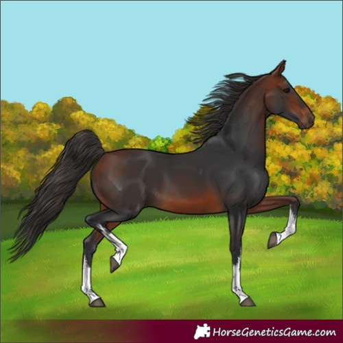 Horse Color:White Spotted Bay 
