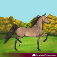 Horse Color:Bay Dun