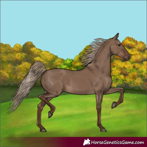 Horse Color:Liver Red Dun 