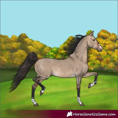 Horse Color:Bay Dun 