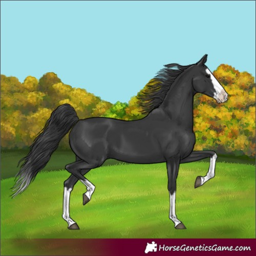 Horse Color:Black Splash 