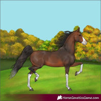 Horse Color:Bay Splash 