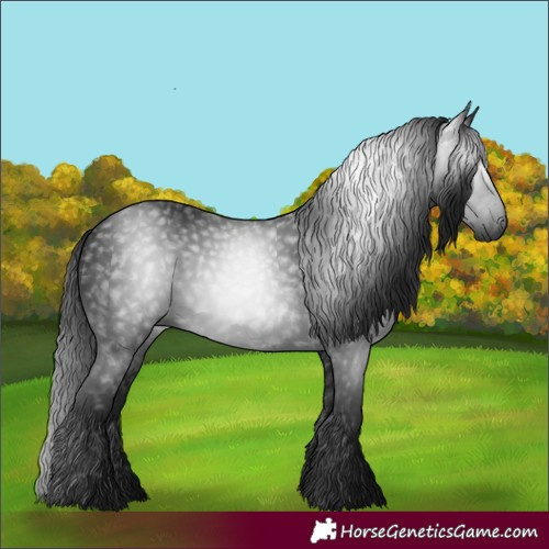 Horse Color:Gray White Spotted Brown 