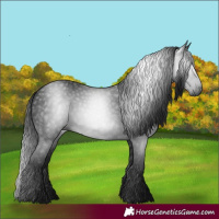 Horse Color:Gray White Spotted Brown