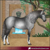 Horse Color:Gray White Spotted Liver Chestnut 