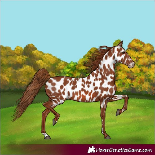 Horse Color:Chestnut Near Leopard 