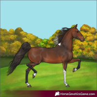 Horse Color:Bay Tobiano
