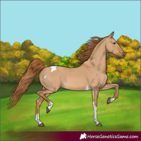 Horse Color:Red Dun Tobiano