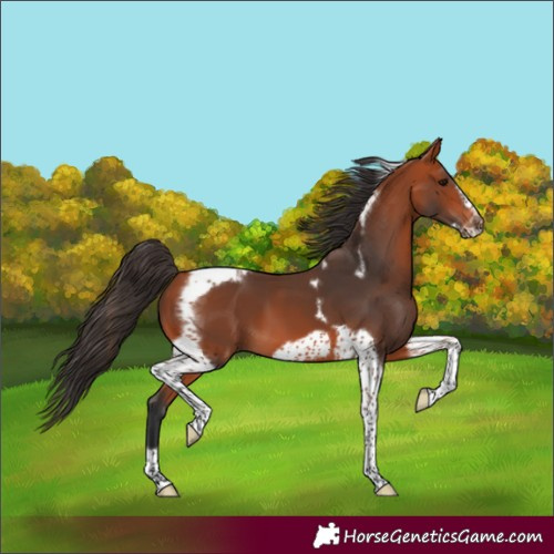 Horse Color:Bay Tobiano Frame 