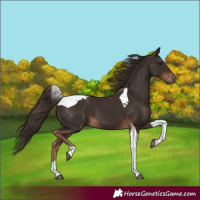 Horse Color:Liver Chestnut Tobiano