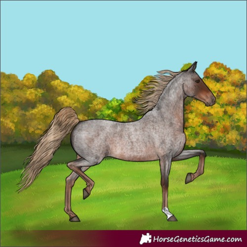 Horse Color:Liver Red Roan 
