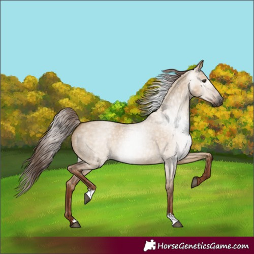 Horse Color:Gray Red Dun Roan 