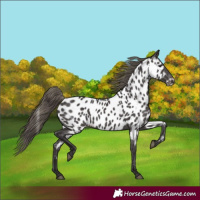Horse Color:Smoky Black Appaloosa 