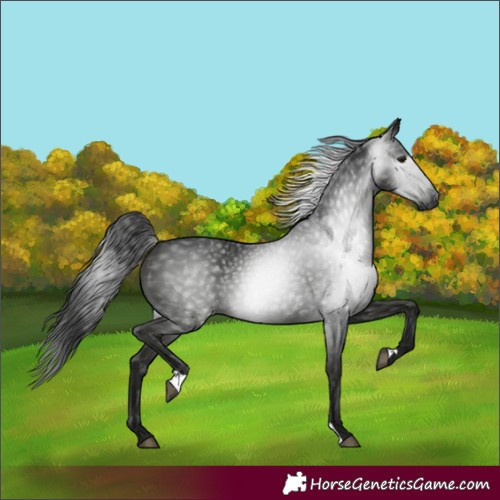 Horse Color:Gray Black 