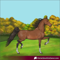 Horse Color:Bay Sabino