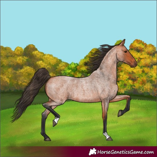 Horse Color:Bay Roan 