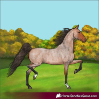 Horse Color:Bay Roan