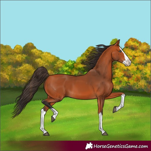 Horse Color:Bay Splash 