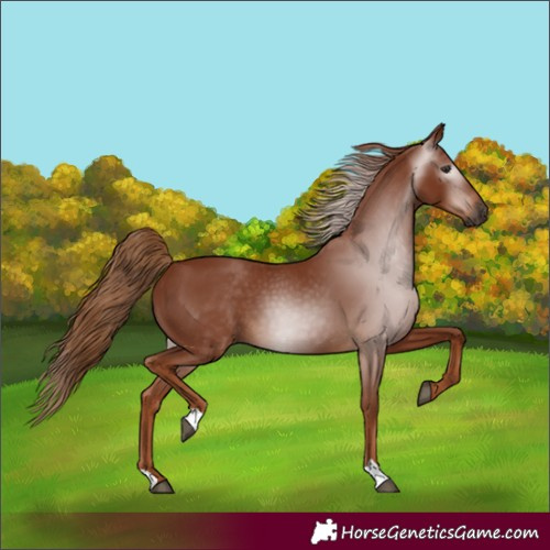 Horse Color:Gray Chestnut