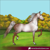 Horse Color:Gray Chestnut 