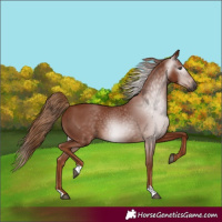 Horse Color:Gray Chestnut 