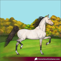 Horse Color:Bay Roan Dun
