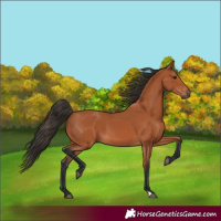 Horse Color:Bay 