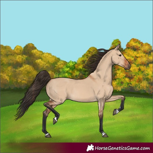 Horse Color:Bay Dun 