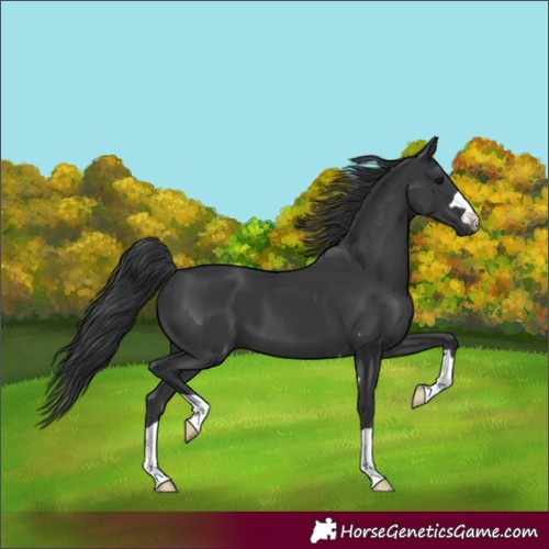 Horse Color:Black 