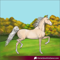 Horse Color:Silver Buckskin Pearl