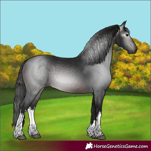 Horse Color:Gray White Spotted Bay