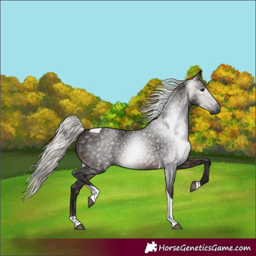 Horse Color:Gray Silver Brown Tobiano 