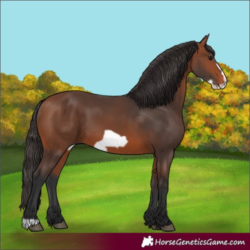 Horse Color:Bay Frame
