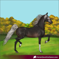 Horse Color:Gray Silver Brown Tobiano