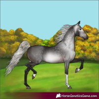 Horse Color:Gray Silver Brown Tobiano