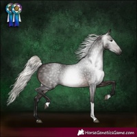 Horse Color:Gray Silver Brown Tobiano