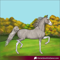 Horse Color:Silver Grullo Roan Splash