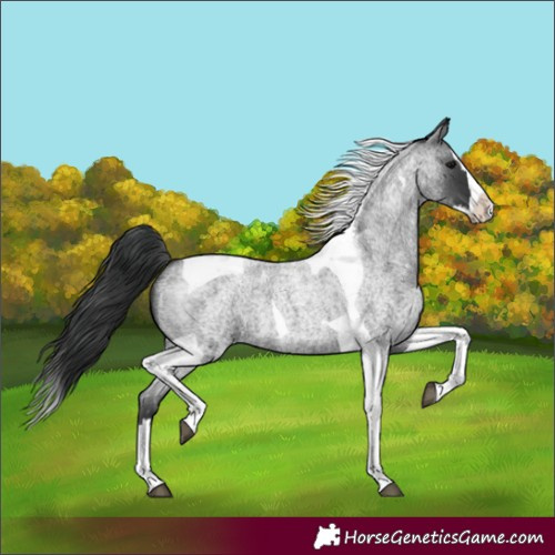 Horse Color:Blue Roan Splash Tobiano 